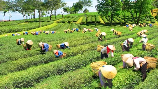 Hình ảnh 1