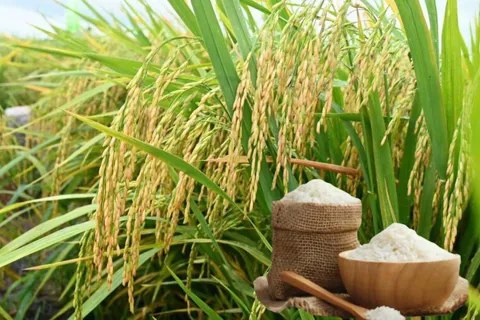 Thông qua nội dung Bản ghi nhớ hợp tác thương mại gạo Việt Nam – Singapore
