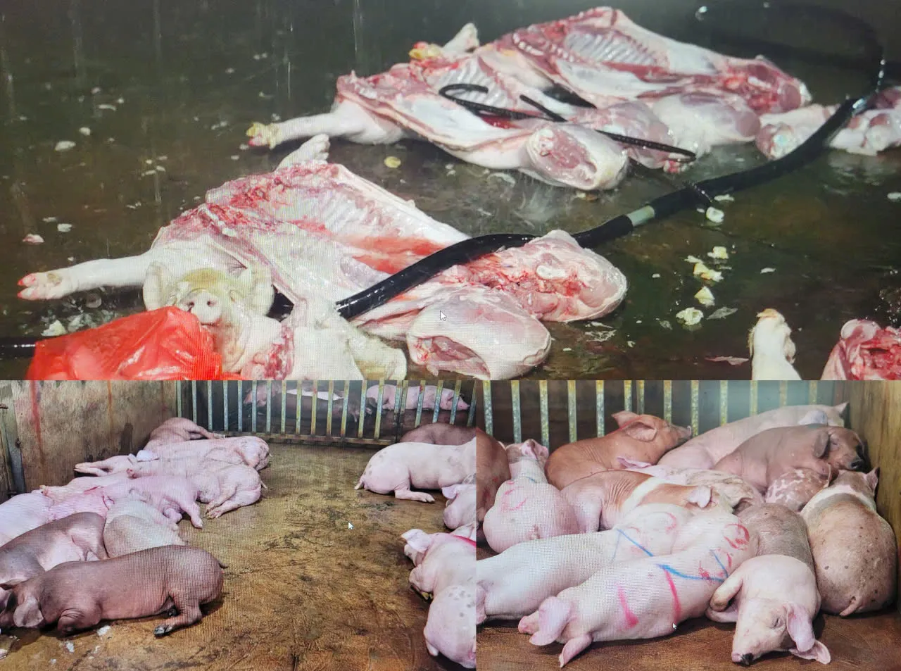 Triệt phá đường dây giết mổ, tiêu thụ thịt lợn nhiễm bệnh quy mô "khủng" ở Hà Nội
