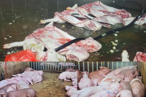 Triệt phá đường dây giết mổ, tiêu thụ thịt lợn nhiễm bệnh quy mô "khủng" ở Hà Nội