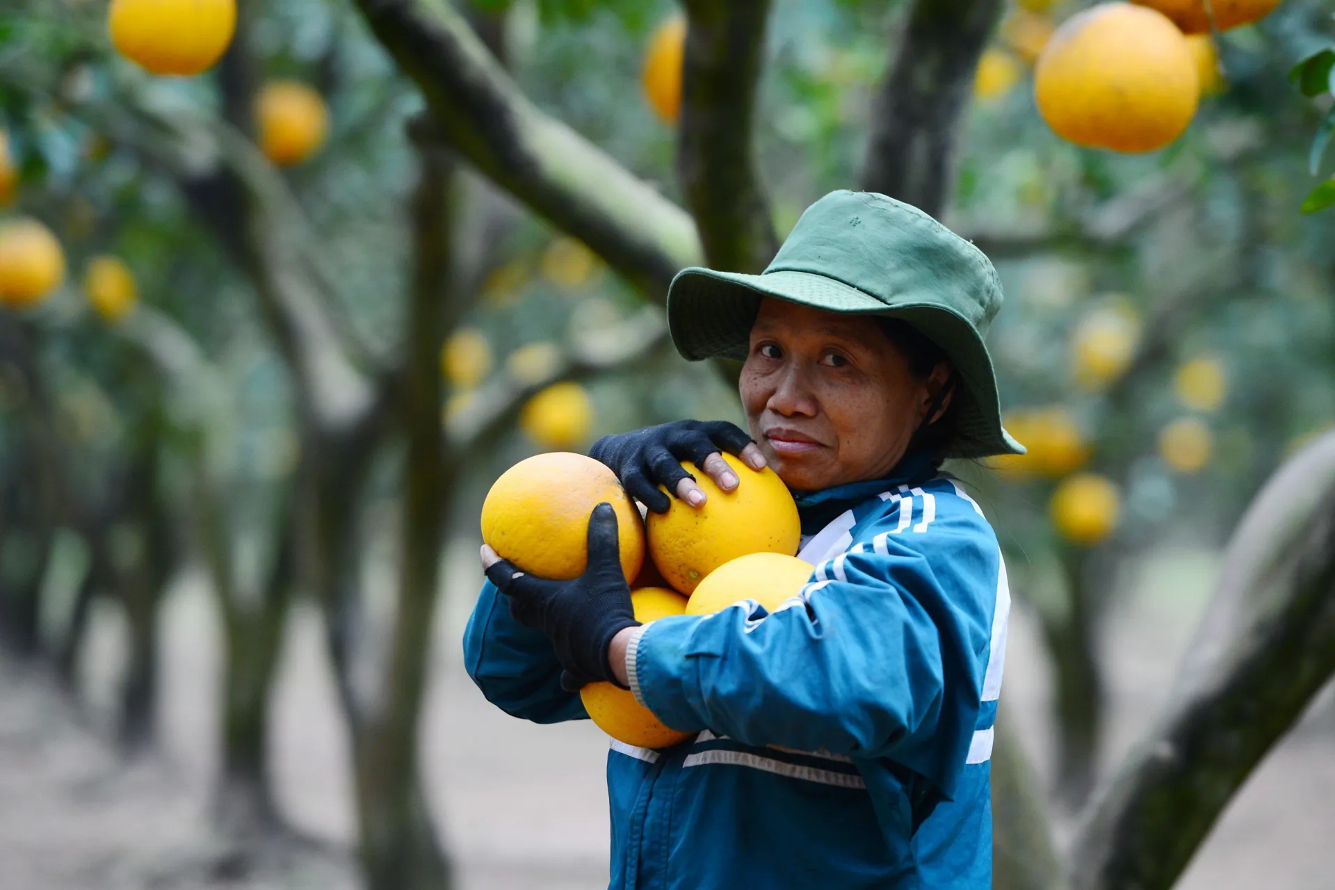 Thủ phủ bưởi Diễn tất bật vào vụ thu hoạch phục vụ thị trường Tết Bính Ngọ 2026