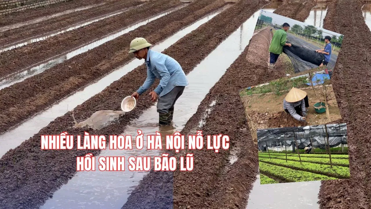 Nhiều làng hoa ở Hà Nội nỗ lực hồi sinh sau bão lũ
