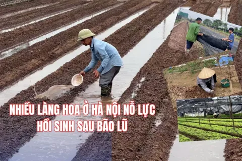 Nhiều làng hoa ở Hà Nội nỗ lực hồi sinh sau bão lũ