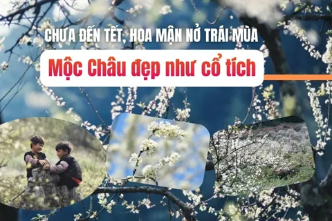 Chưa đến Tết, hoa mận nở trái mùa, Mộc Châu đẹp như cổ tích
