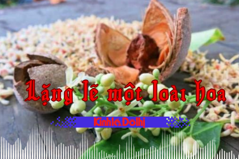 Podcast tản văn: lặng lẽ một loài hoa
