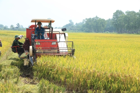 Gạo Việt vươn tầm cao mới