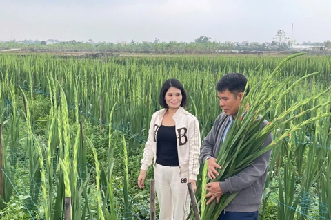 Đa dạng các mô hình nông nghiệp công nghệ cao ở huyện Gia Lâm
