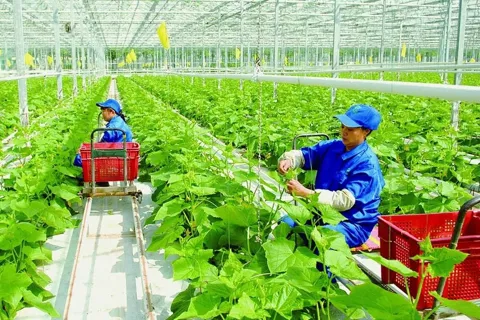 Động lực mới để Hà Nội phát triển nông nghiệp, nông thôn