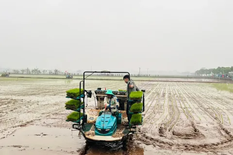 Đồng hành cùng nông dân làm chủ kỹ thuật