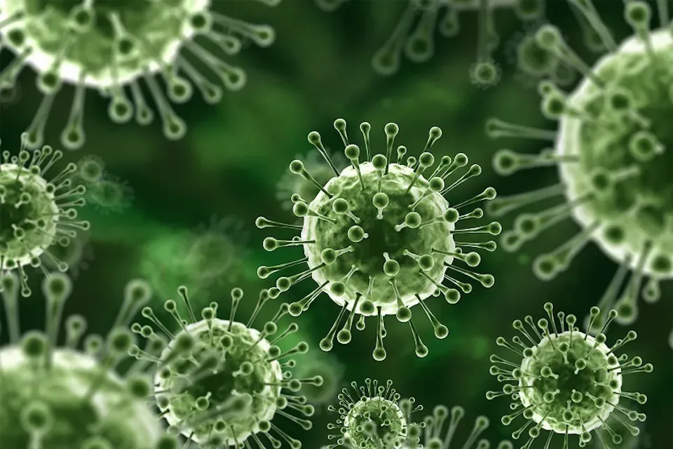 Bộ Y tế yêu cầu giám sát chặt chẽ, ngăn chặn virus Nipah xâm nhập vào Việt Nam