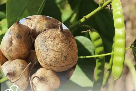 Khẩn trương điều tra, xử lý vụ nghi ngờ ngộ độc do ăn hạt củ đậu tại tỉnh Ninh Bình