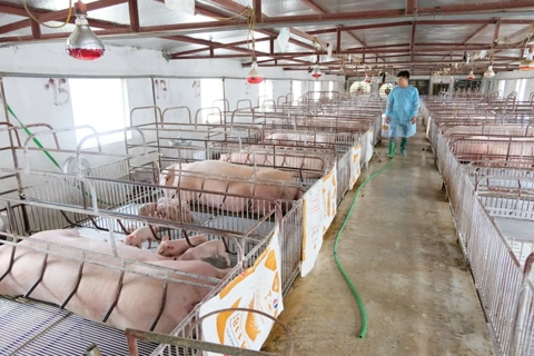 Hà Nội ban hành công điện quyết liệt phòng, chống bệnh dịch tả lợn Châu Phi