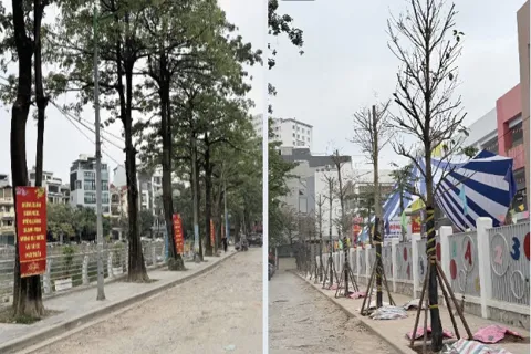 Phương Liệt lan tỏa phong trào Tết trồng cây vì đô thị xanh