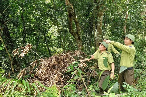 Hà Nội quy định mức chi mới cho bảo vệ rừng