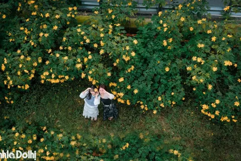 Hoa dã quỳ bung sắc vàng rực rỡ trong sương mờ tại Vườn Quốc gia Ba Vì