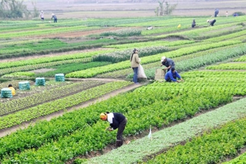 Kéo dài thời hạn miễn thuế sử dụng đất nông nghiệp đến hết ngày 31/12/2030
