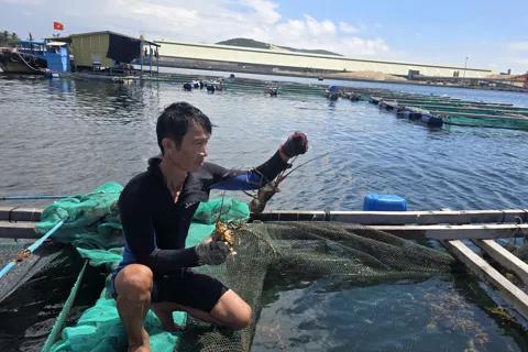 Người dân Khánh Hòa thu hoạch tôm hùm, cá chim chạy bão Kalmaegi