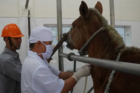 Những “chiến binh ngựa” thầm lặng ở Suối Dầu
