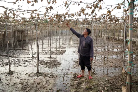 Vụ Tết mất trắng: nho - táo Khánh Hòa gãy quả, vườn héo đợi hồi sinh 
