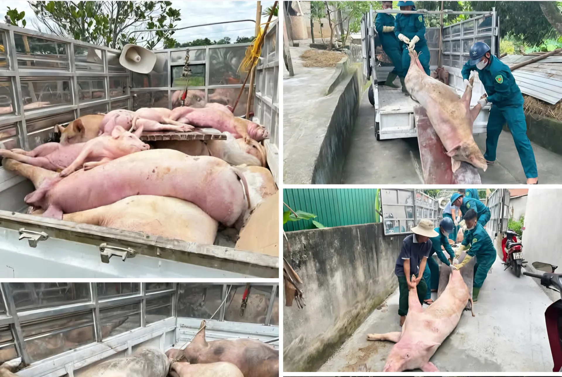 Nghệ An: tăng cường công tác phòng, chống dịch bệnh tả lợn châu Phi