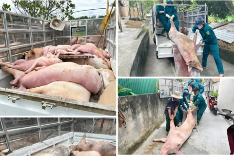 Nghệ An: tăng cường công tác phòng, chống dịch bệnh tả lợn châu Phi