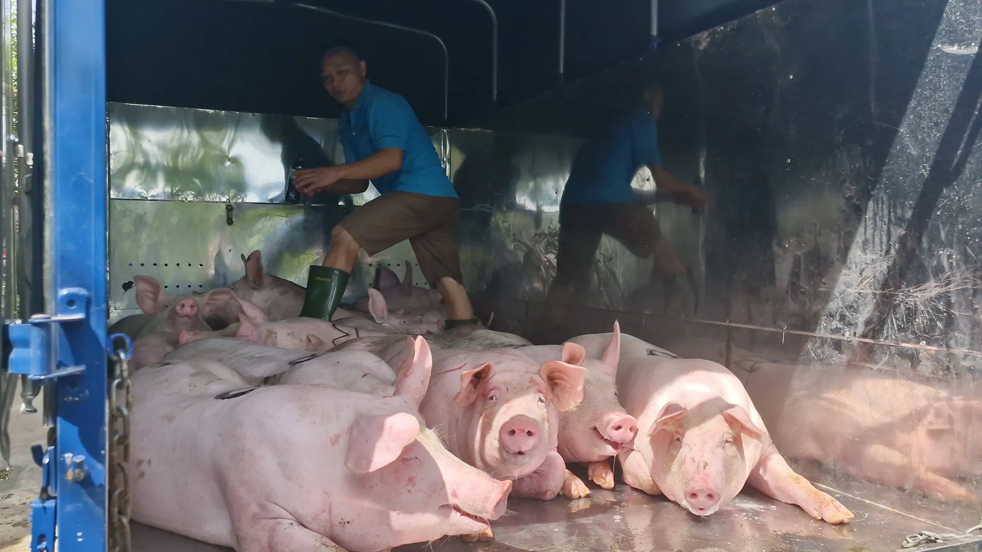 Nghệ An: dịch tả lợn châu Phi diễn biến phức tạp