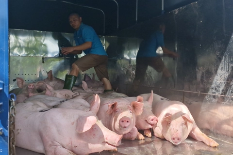 Nghệ An: dịch tả lợn châu Phi diễn biến phức tạp