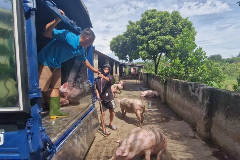 Nghệ An ban hành công điện khẩn về tăng cường dập dịch tả lợn châu Phi