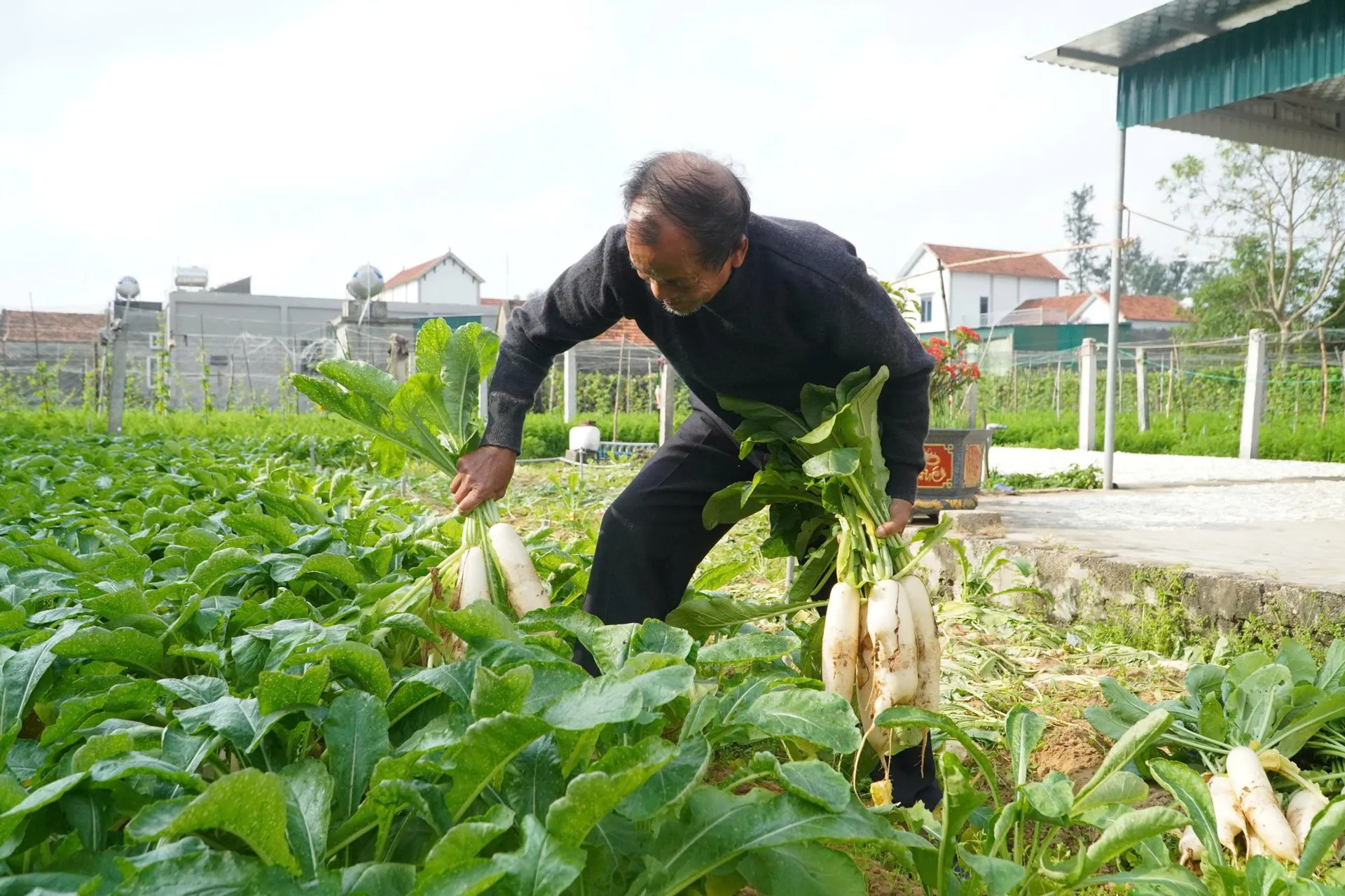 Nghệ An: vựa rau Quỳnh Mai rộn ràng vụ Tết 