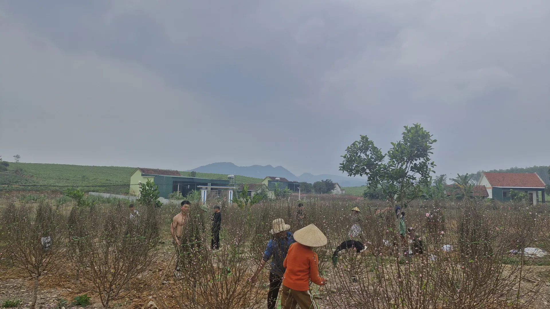 Nghệ An: làng trồng đào nhộn nhịp những ngày cận Tết 