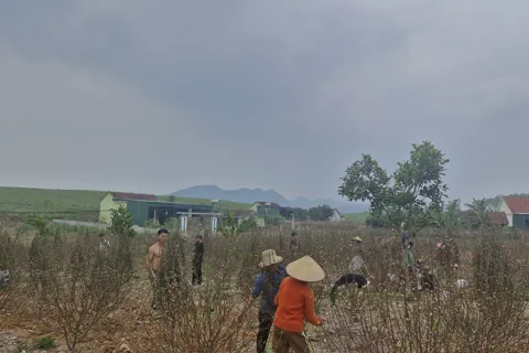 Nghệ An: làng trồng đào nhộn nhịp những ngày cận Tết 