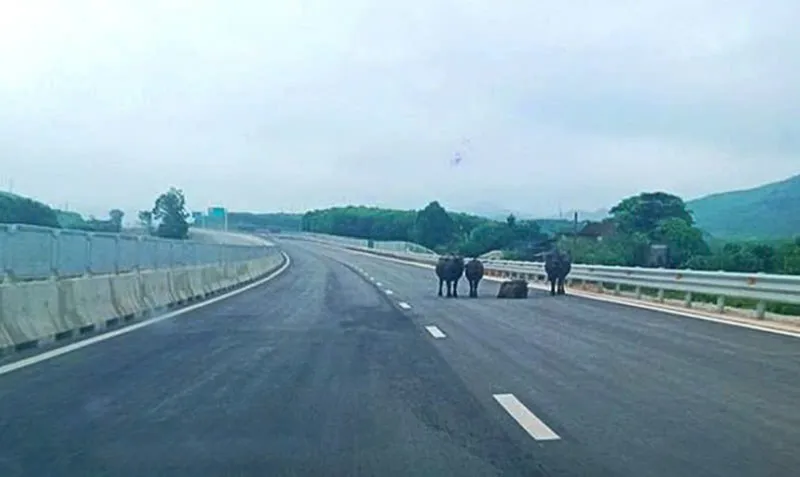 Hà Tĩnh: đàn trâu nhởn nhơ trên cao tốc Bắc - Nam