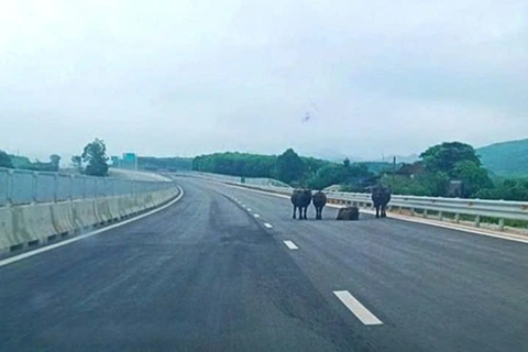 Hà Tĩnh: đàn trâu nhởn nhơ trên cao tốc Bắc - Nam
