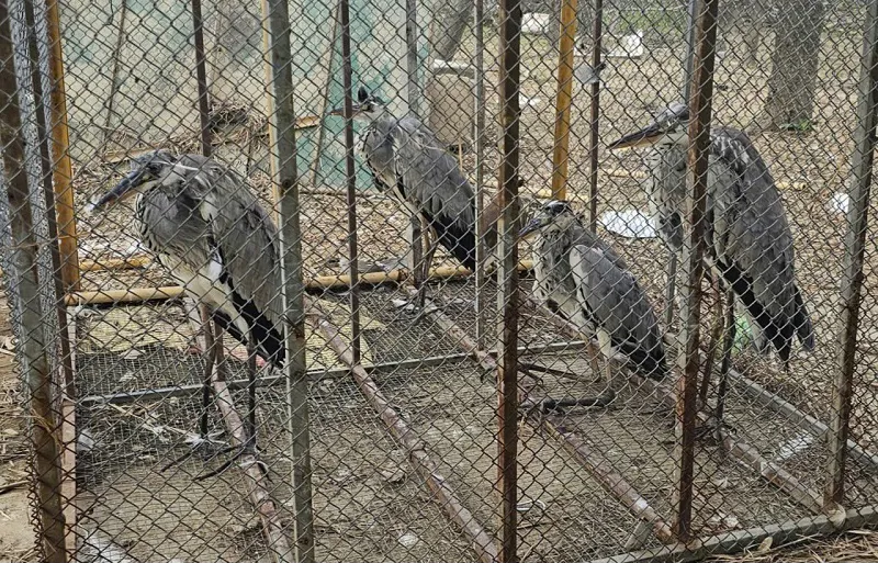 Hình ảnh 11