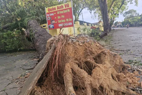 Hà Tĩnh: nơm nớp đi qua những hàng cây xà cừ gãy đổ