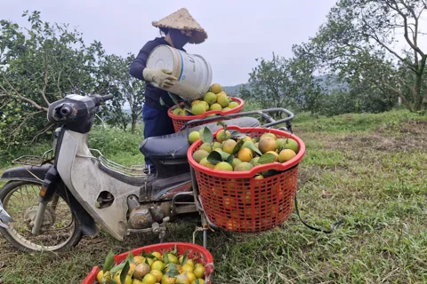 Hà Tĩnh: rộn ràng mùa thu hoạch cam