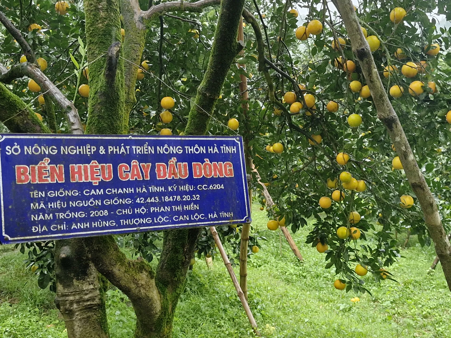 Hà Tĩnh: độc đáo vườn cam đầu dòng cổ thụ cho thu nhập hàng tỷ đồng