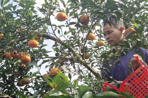 Hà Tĩnh: được mùa cam đường canh, người dân phấn khởi thu hoạch