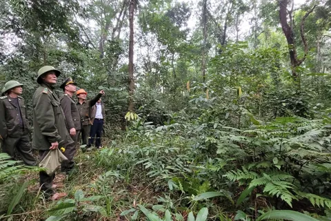 Hà Tĩnh: tỷ lệ che phủ rừng đạt 48,9%