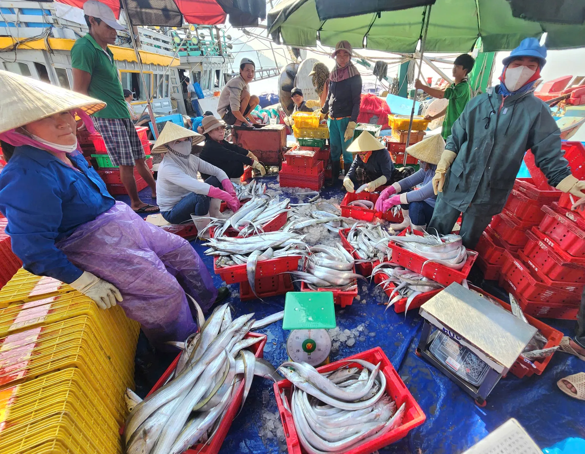 Hà Tĩnh: ngư dân trúng đậm cá hố, thu về hàng trăm triệu đồng