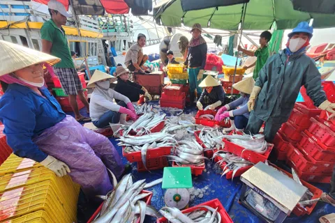 Hà Tĩnh: ngư dân trúng đậm cá hố, thu về hàng trăm triệu đồng