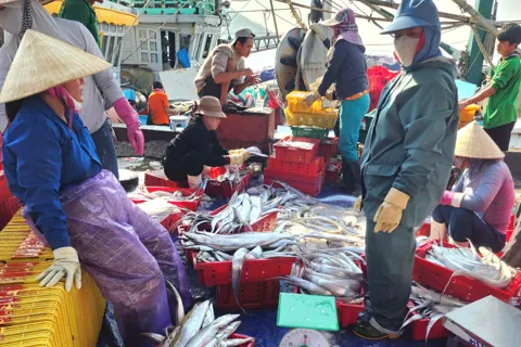 Hà Tĩnh: ngư dân "xông biển" lấy lộc mùa Xuân mới