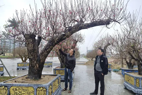 Hà Tĩnh: bưởi cảnh, đào cổ thụ rộn ràng xuống phố phục vụ Tết