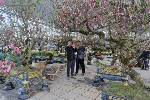 Hà Tĩnh: thị trường cây cảnh Tết phong phú, sức tiêu thụ chưa cao