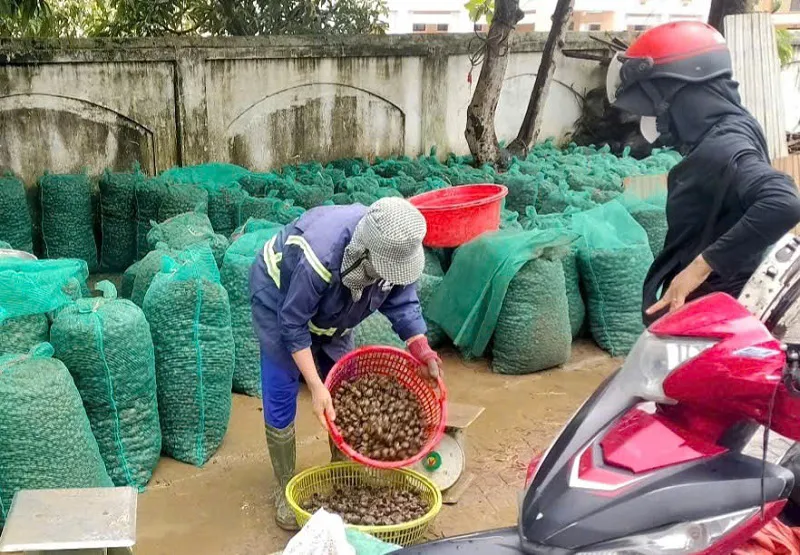 Hà Tĩnh: ốc bươu vàng xuất hiện dày đặc, gây hại lúa Hè Thu