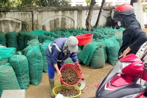 Hà Tĩnh: ốc bươu vàng xuất hiện dày đặc, gây hại lúa Hè Thu