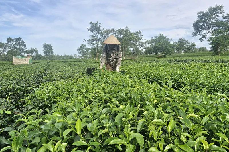 Hà Tĩnh: người dân phấn khởi thu hoạch chè