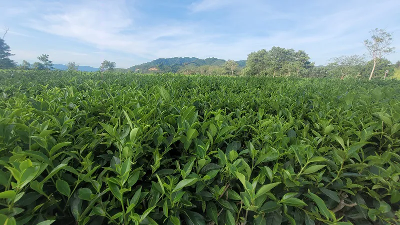 Hình ảnh 2