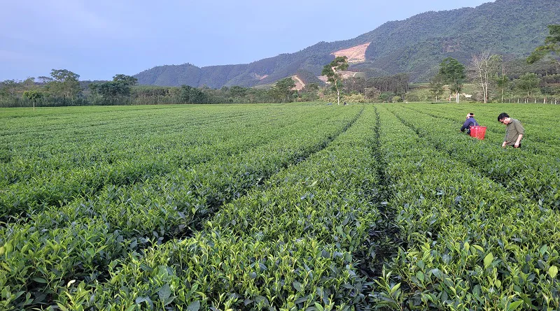 Hà Tĩnh: sản lượng chè liên kết đạt 4.700 tấn, trị giá 45 tỷ đồng