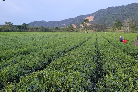 Hà Tĩnh: hiệu quả kinh tế từ phong trào trồng chè liên kết